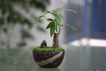 家庭除甲醛用植物效果好不好? 家庭除甲醛用植物效果好不好?